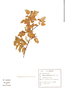 Croton adamantinus image