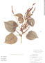 Croton arboreus image