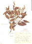 Croton argyrophyllus image