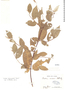 Croton argyroglossus image