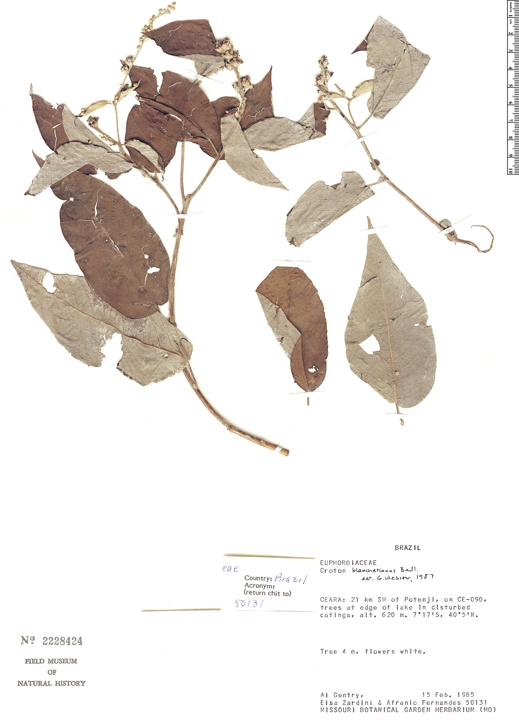 Croton blanchetianus image