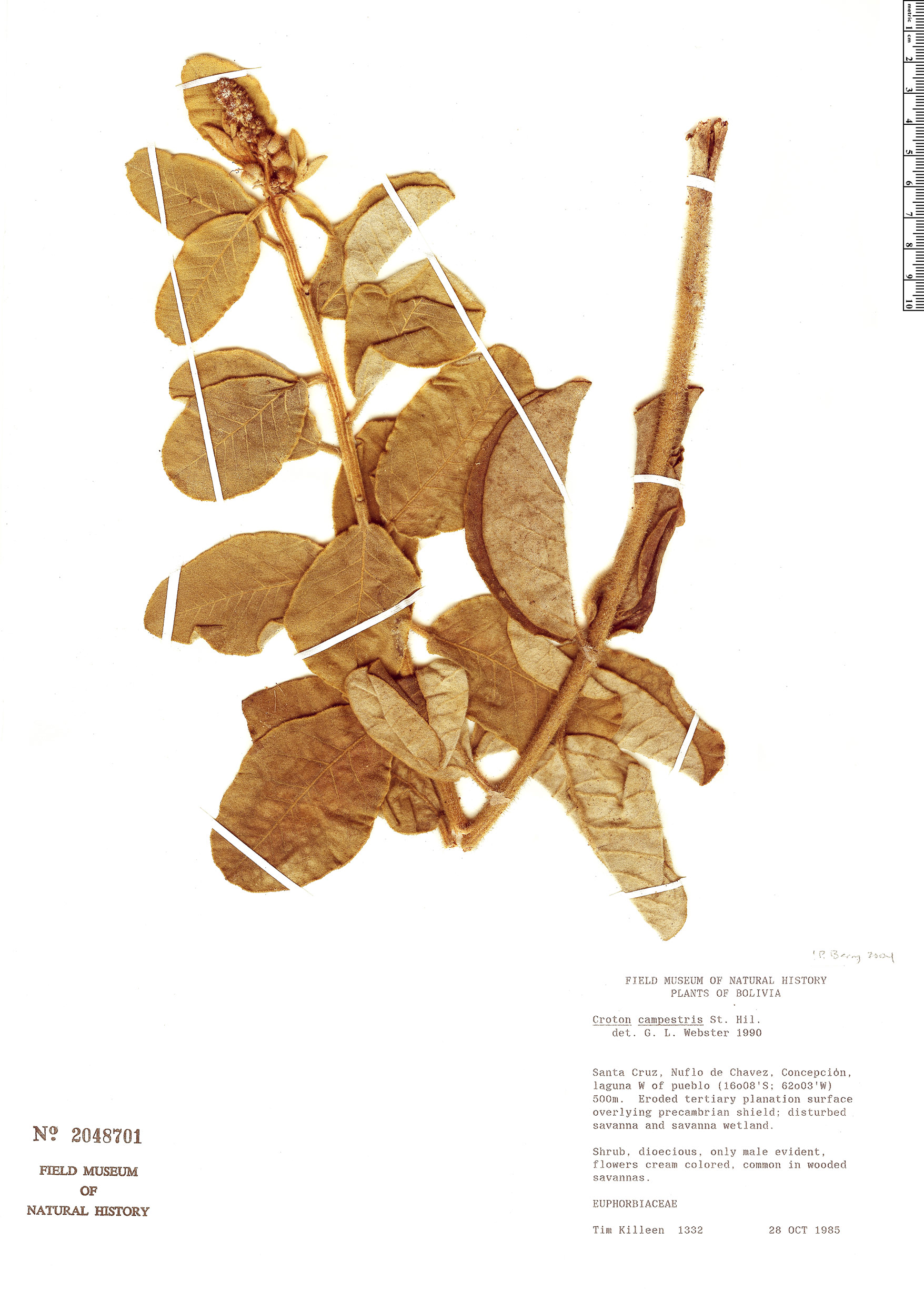 Croton campestris image