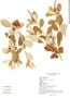Croton campestris image