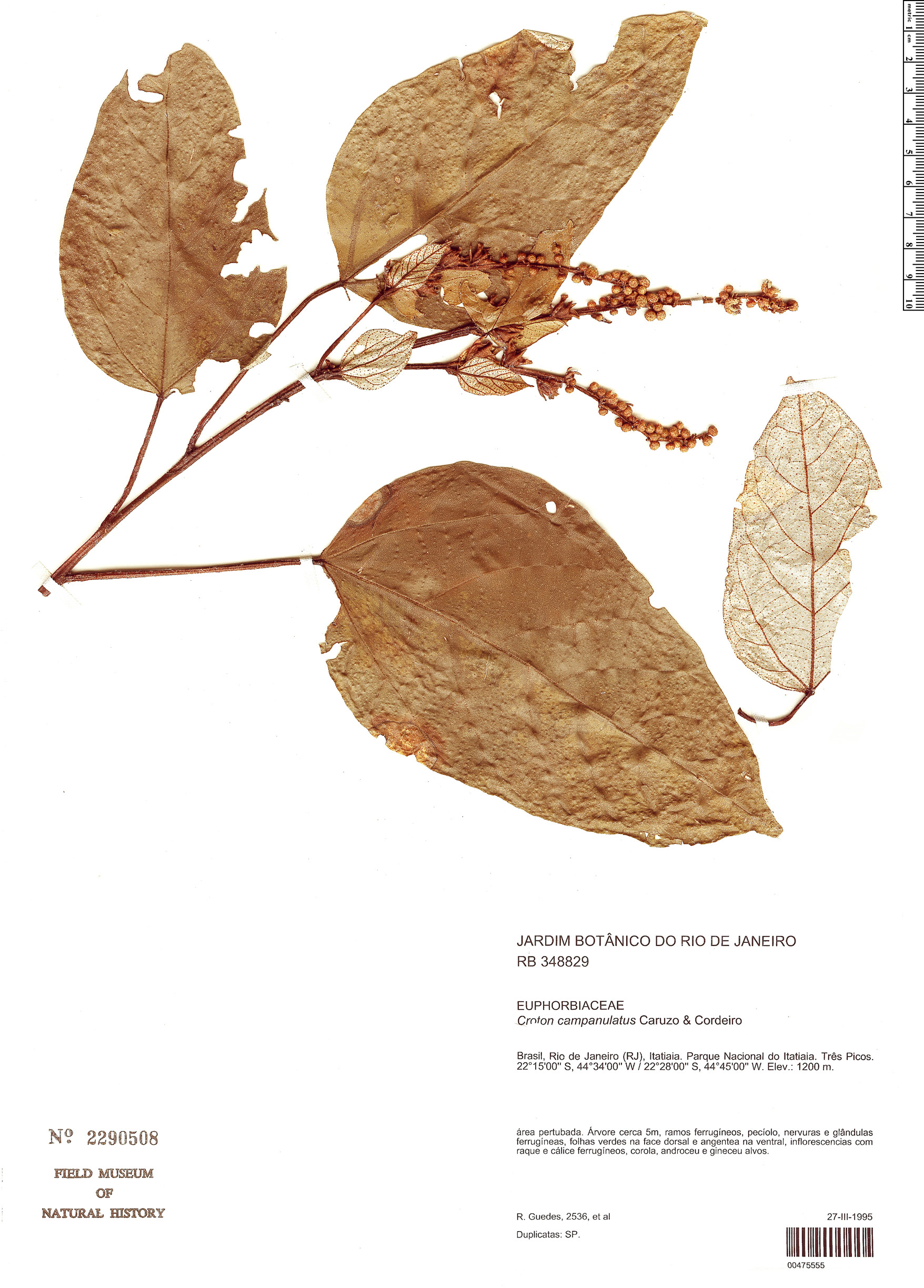 Croton campanulatus