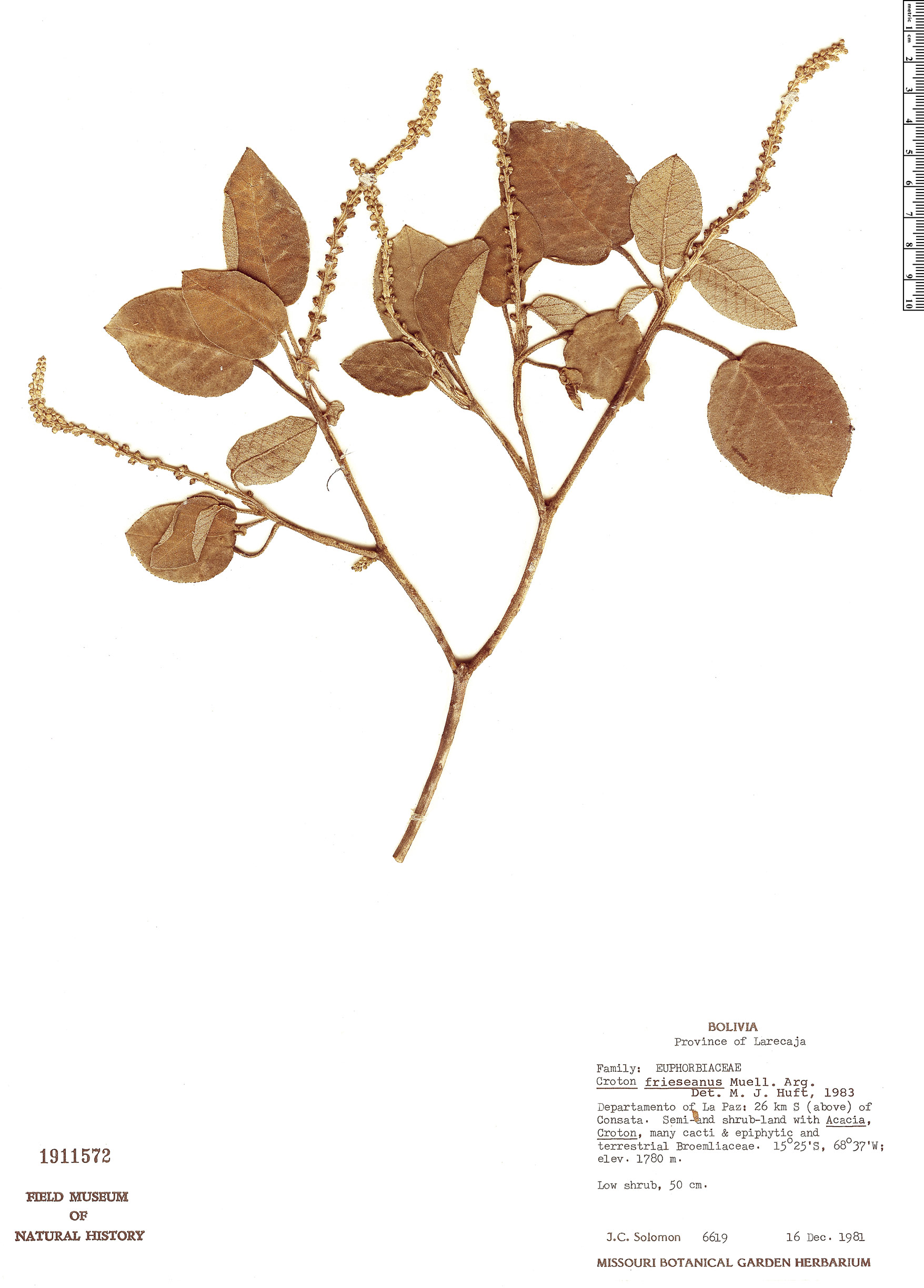 Croton frieseanus image