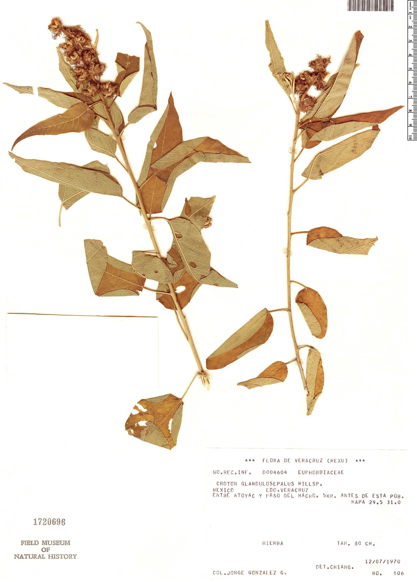 Croton glandulosepalus image