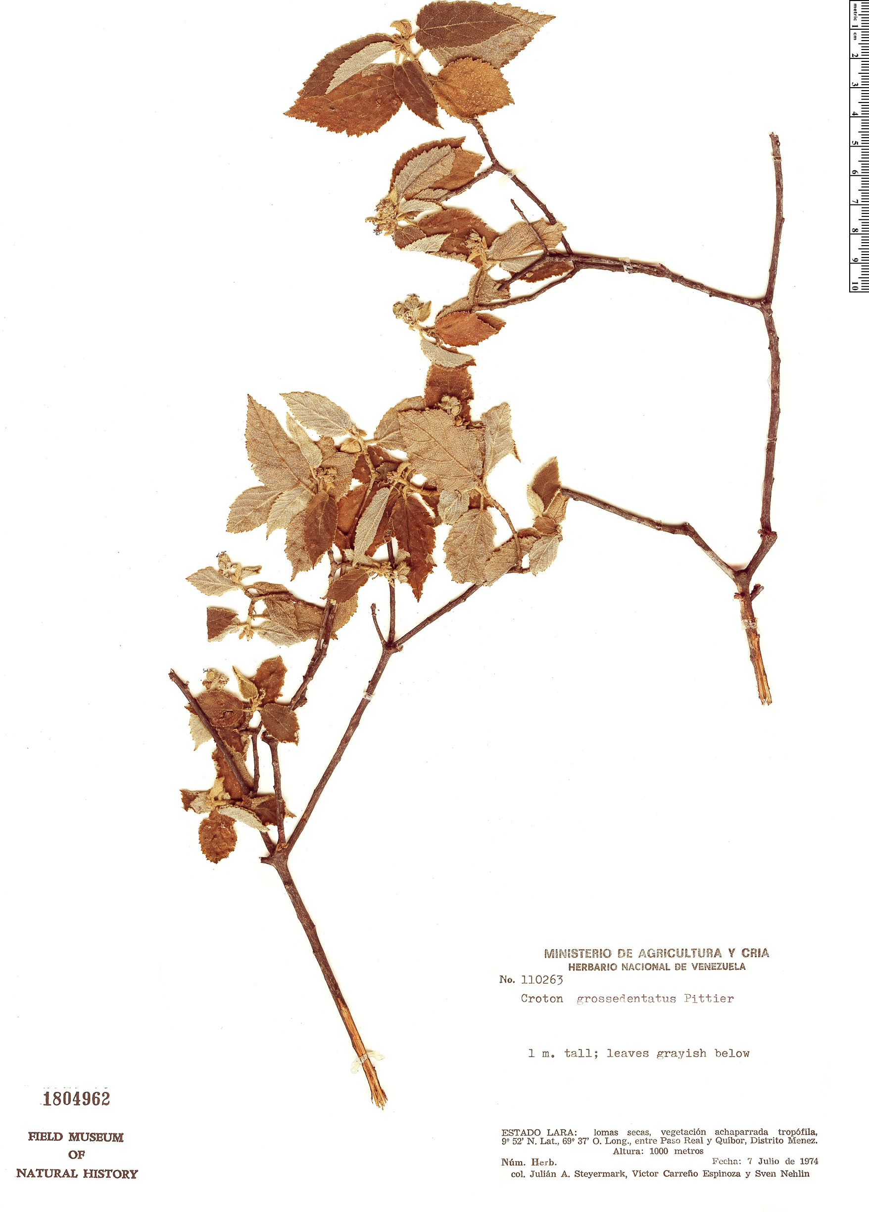 Croton grossedentatus image
