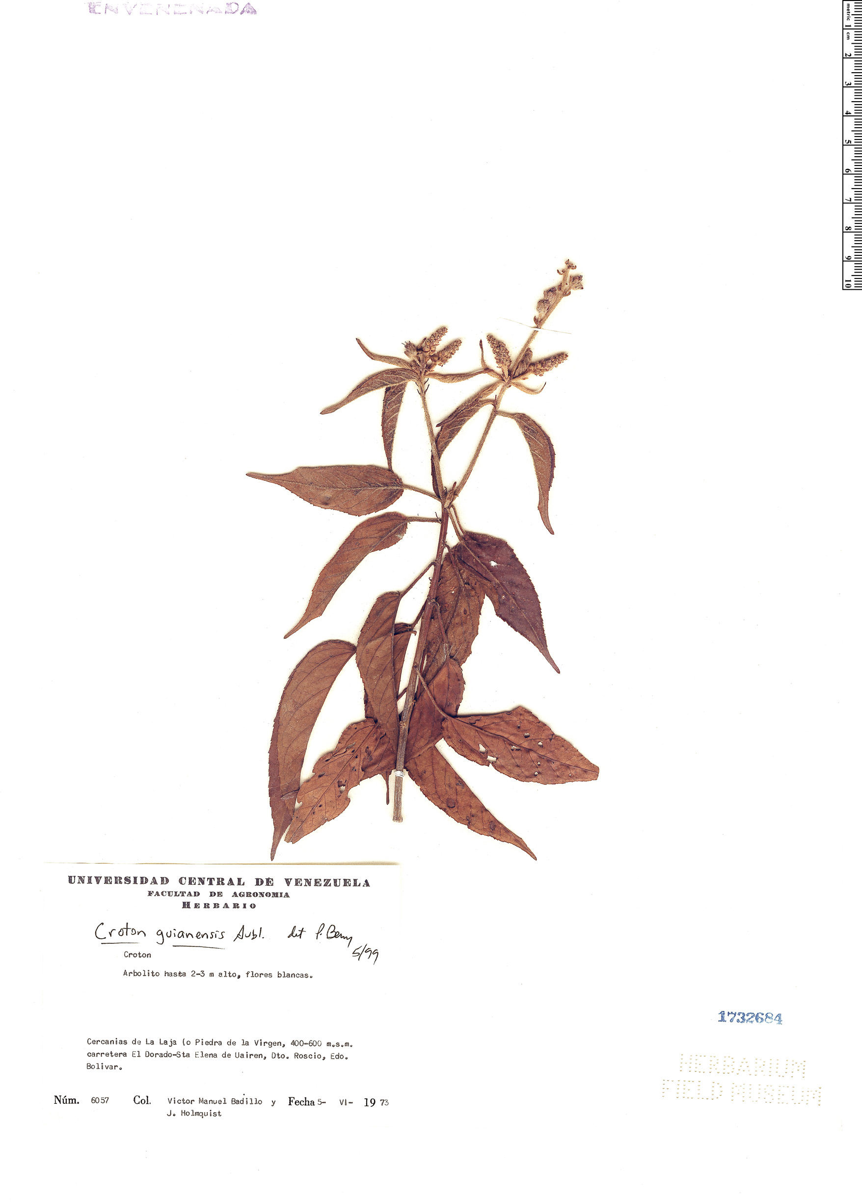 Croton guianensis image