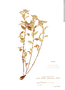 Croton heterodoxus image