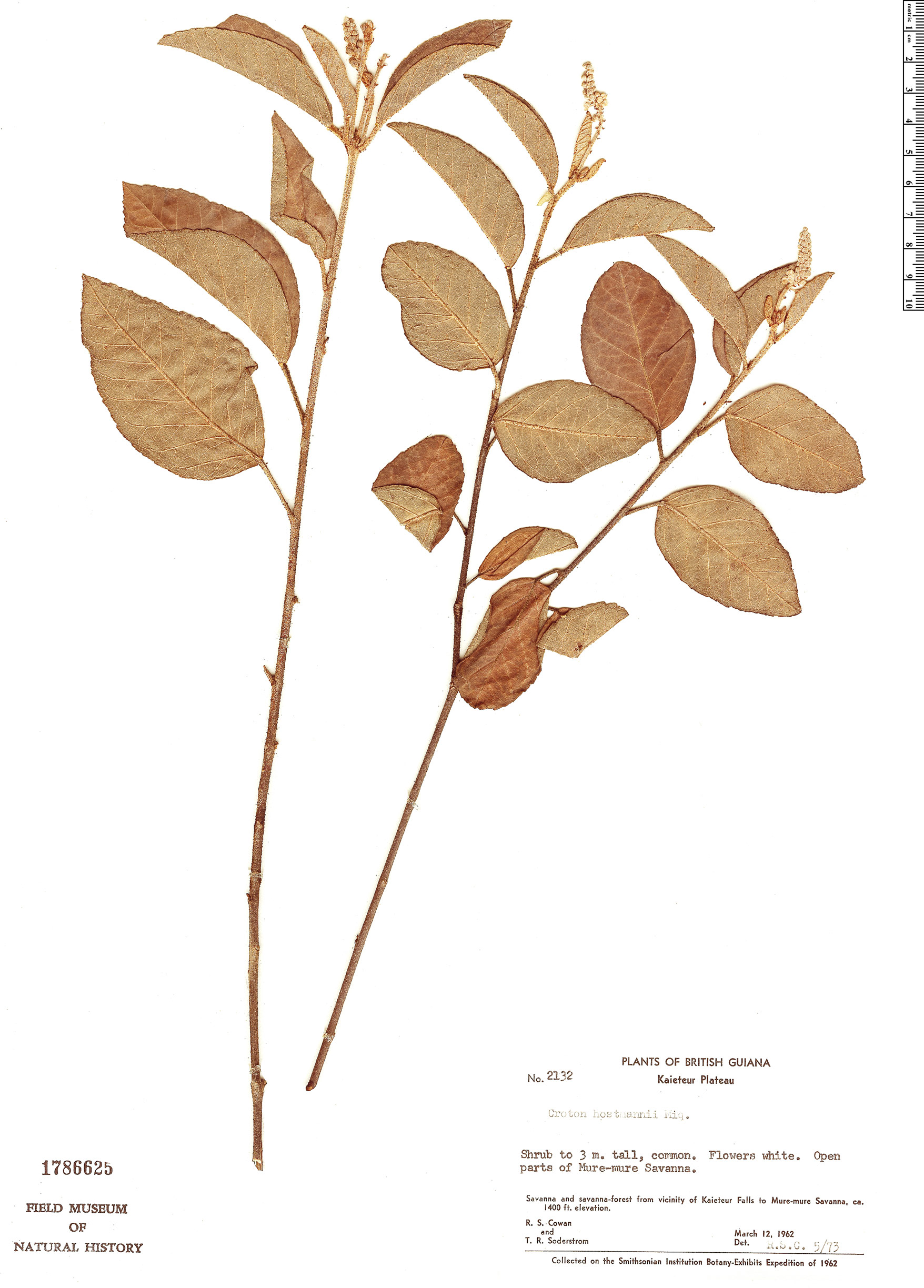 Croton hostmannii image
