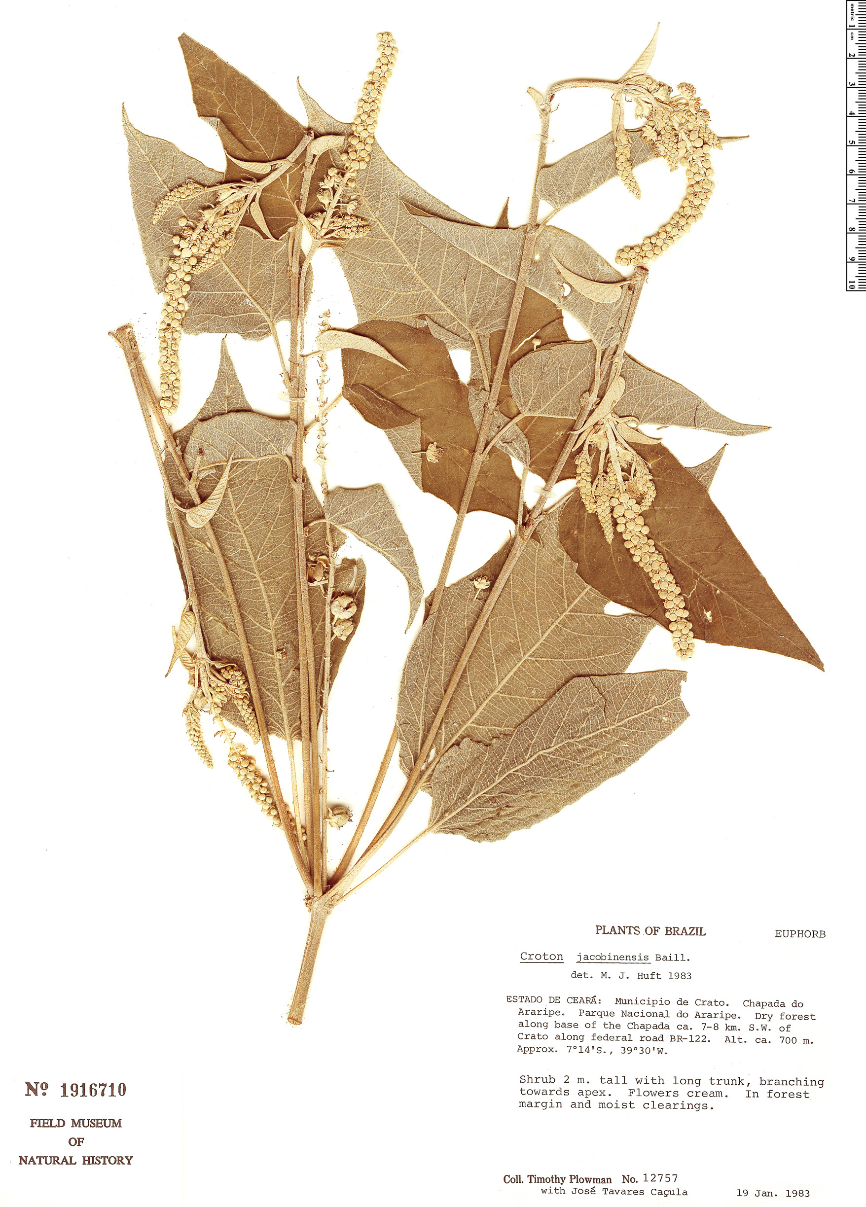 Croton jacobinensis image