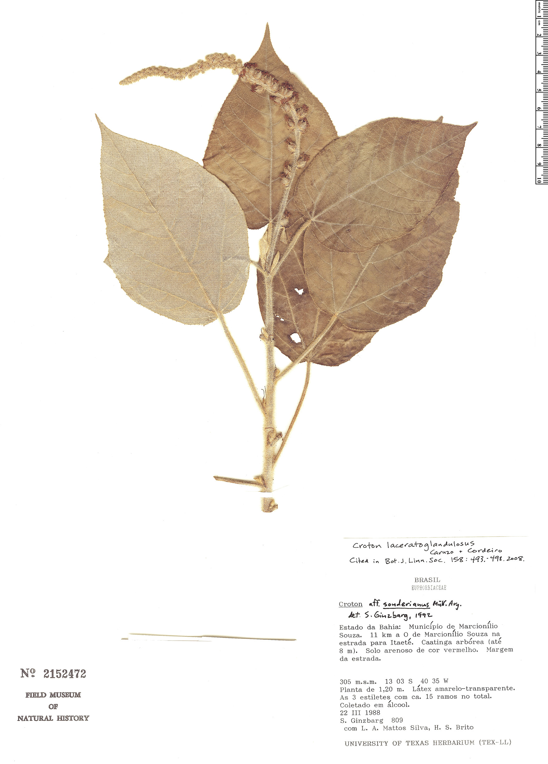 Croton laceratoglandulosus image