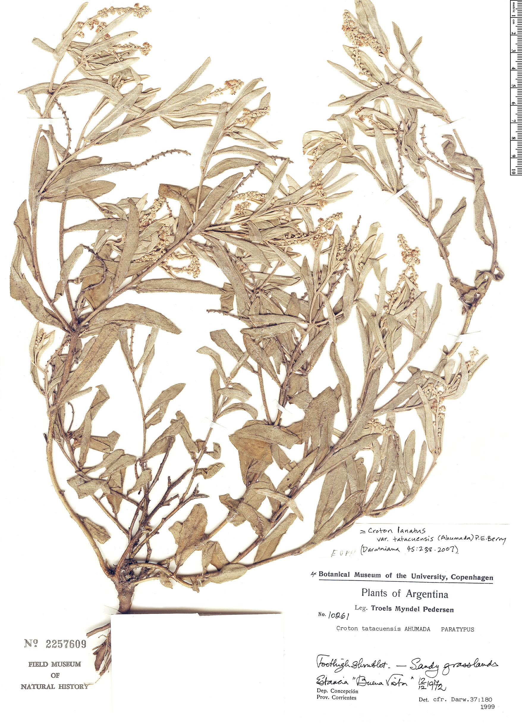 Croton lanatus var. tatacuensis image