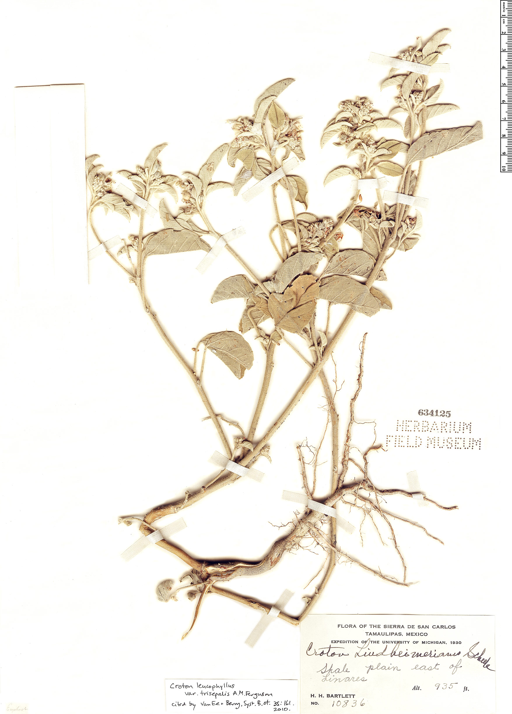 Croton leucophyllus var. trisepalis image