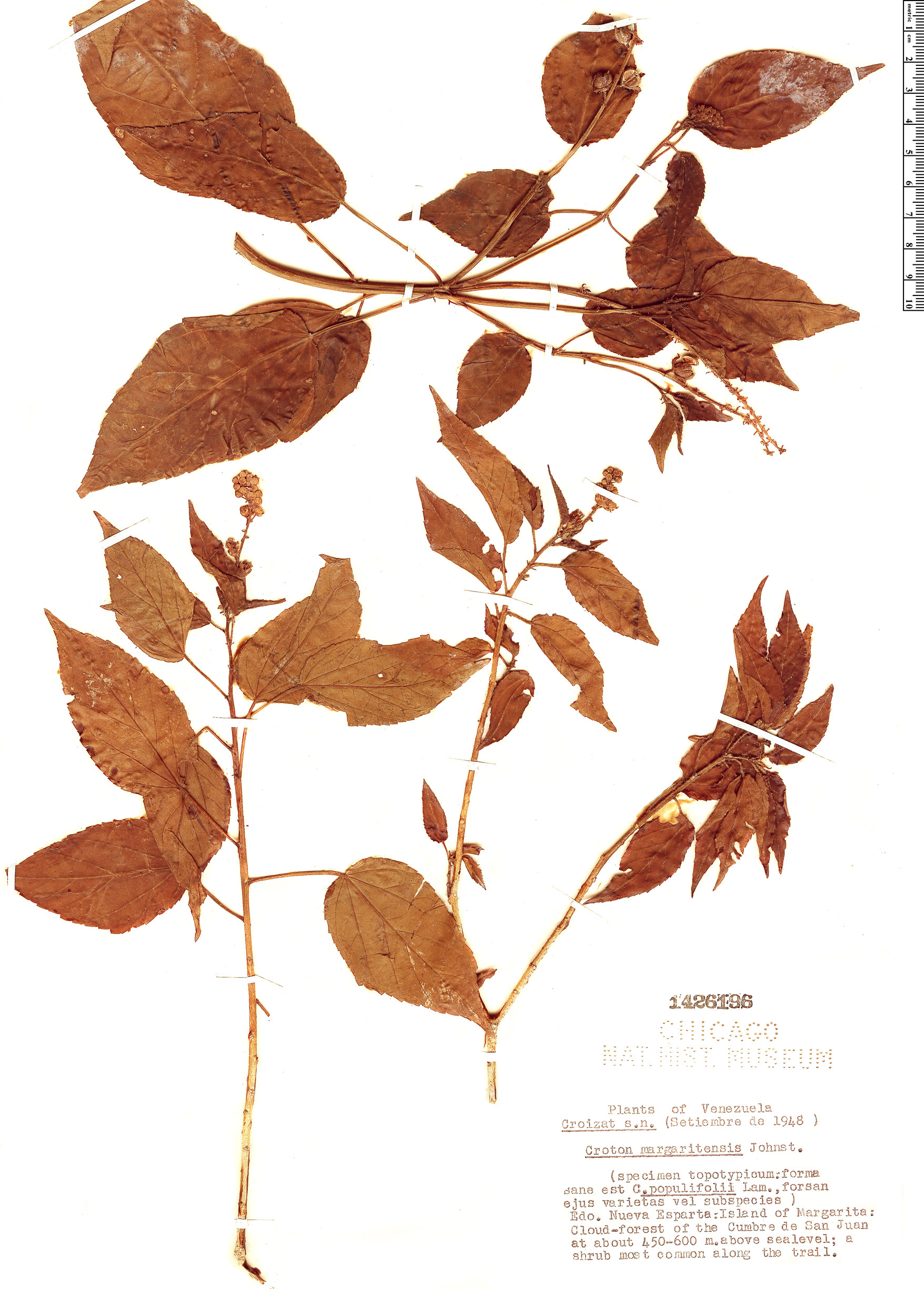 Croton hircinus image
