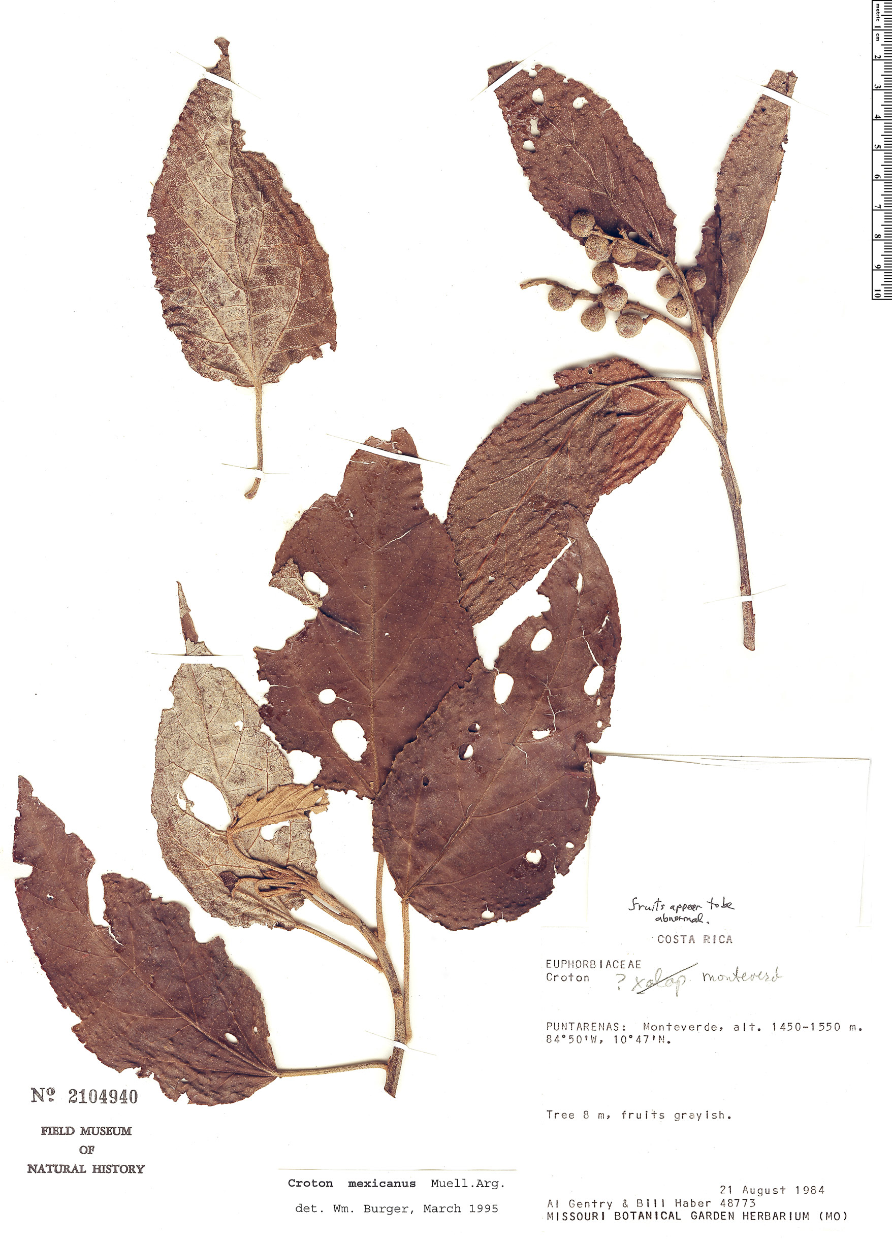 Croton mexicanus image