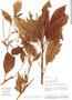 Croton olivaceus image