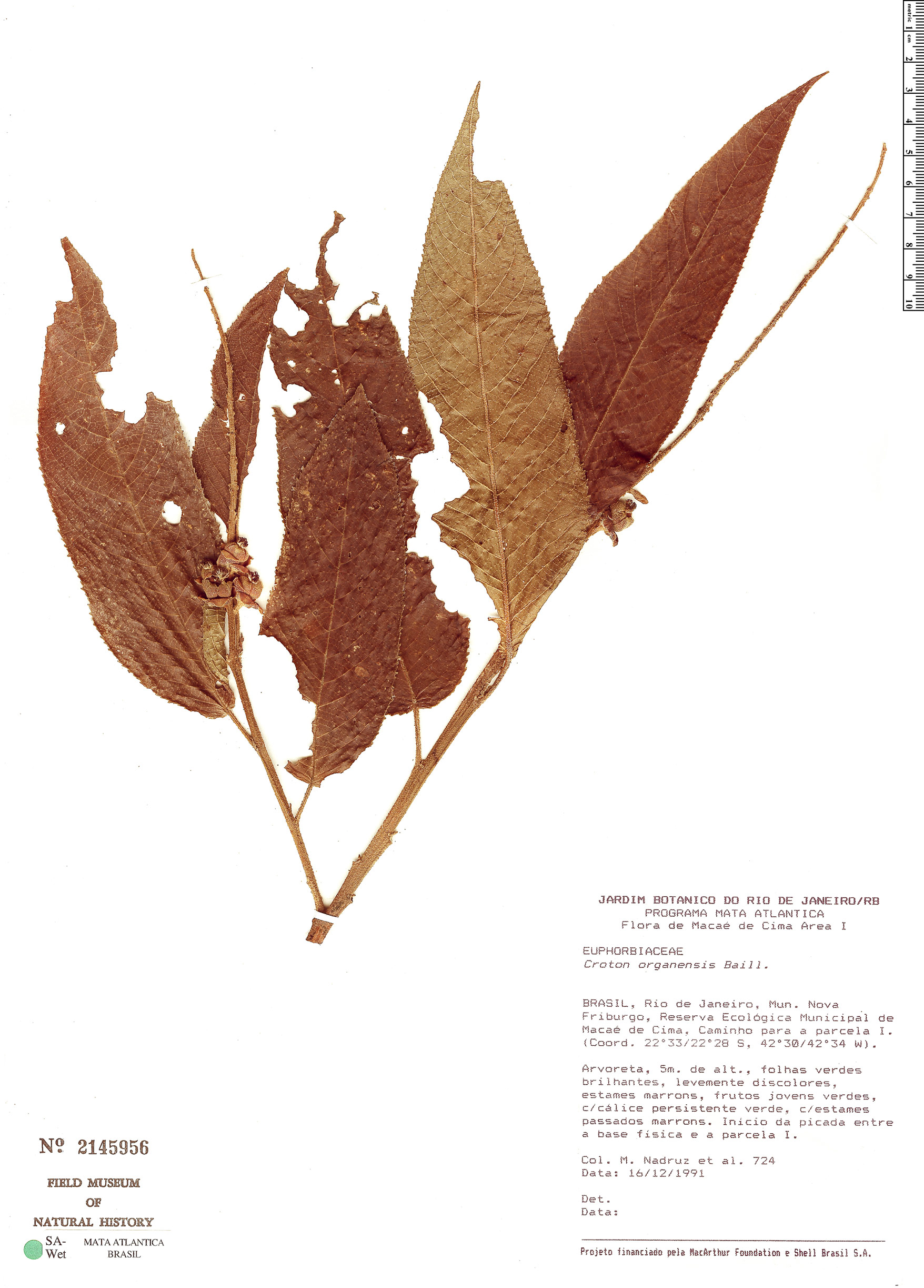 Croton organensis image