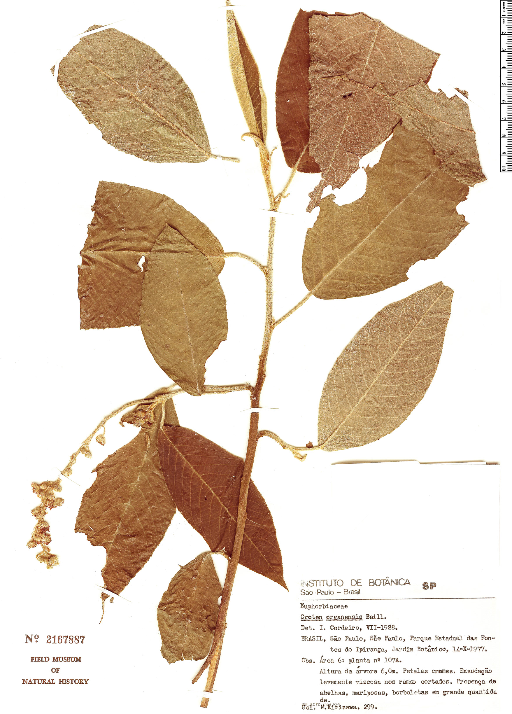 Croton organensis image