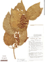 Croton palanostigma image