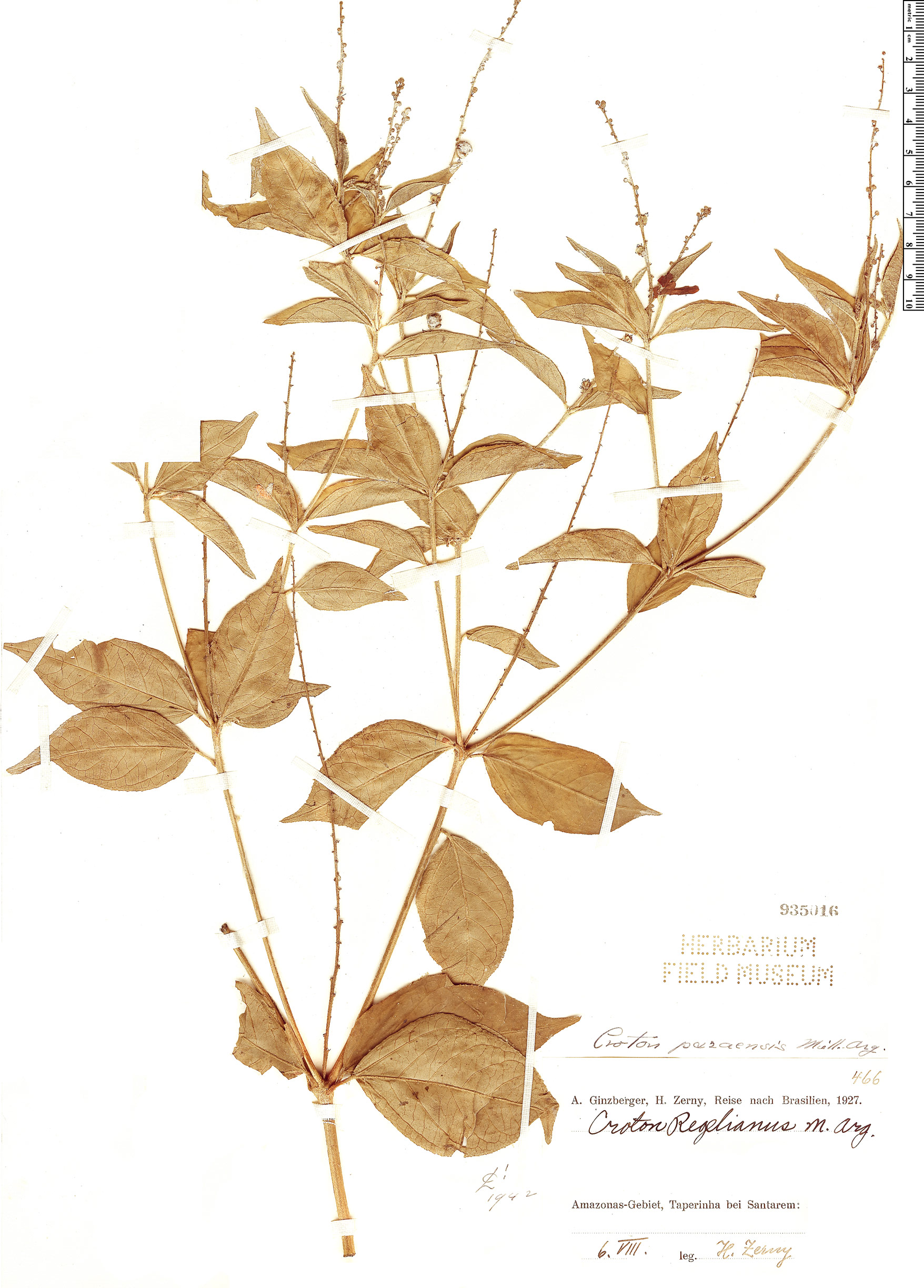 Croton paraensis image