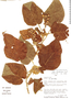 Croton perspeciosus image