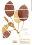 Croton polycarpus image