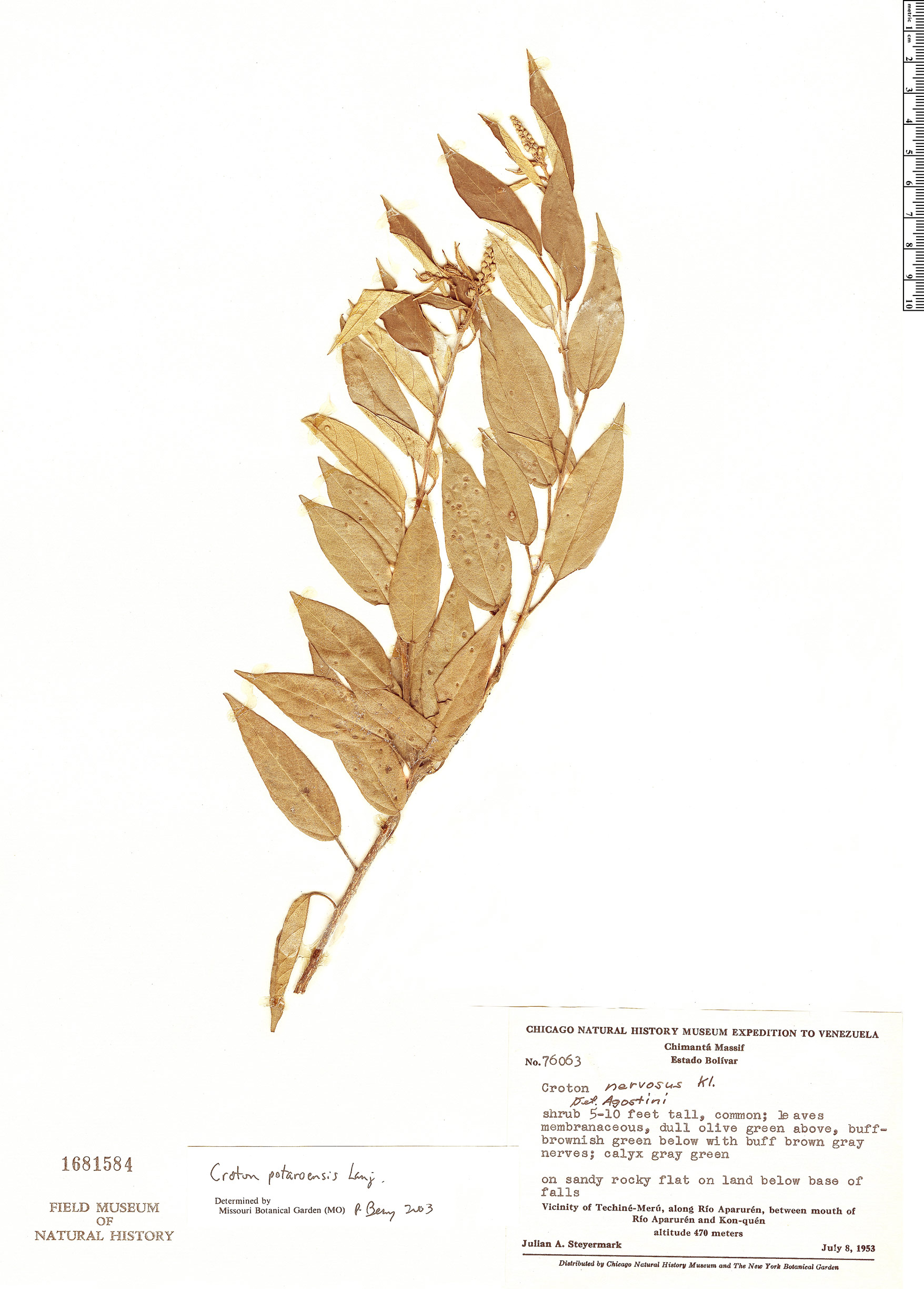 Croton potaroensis image