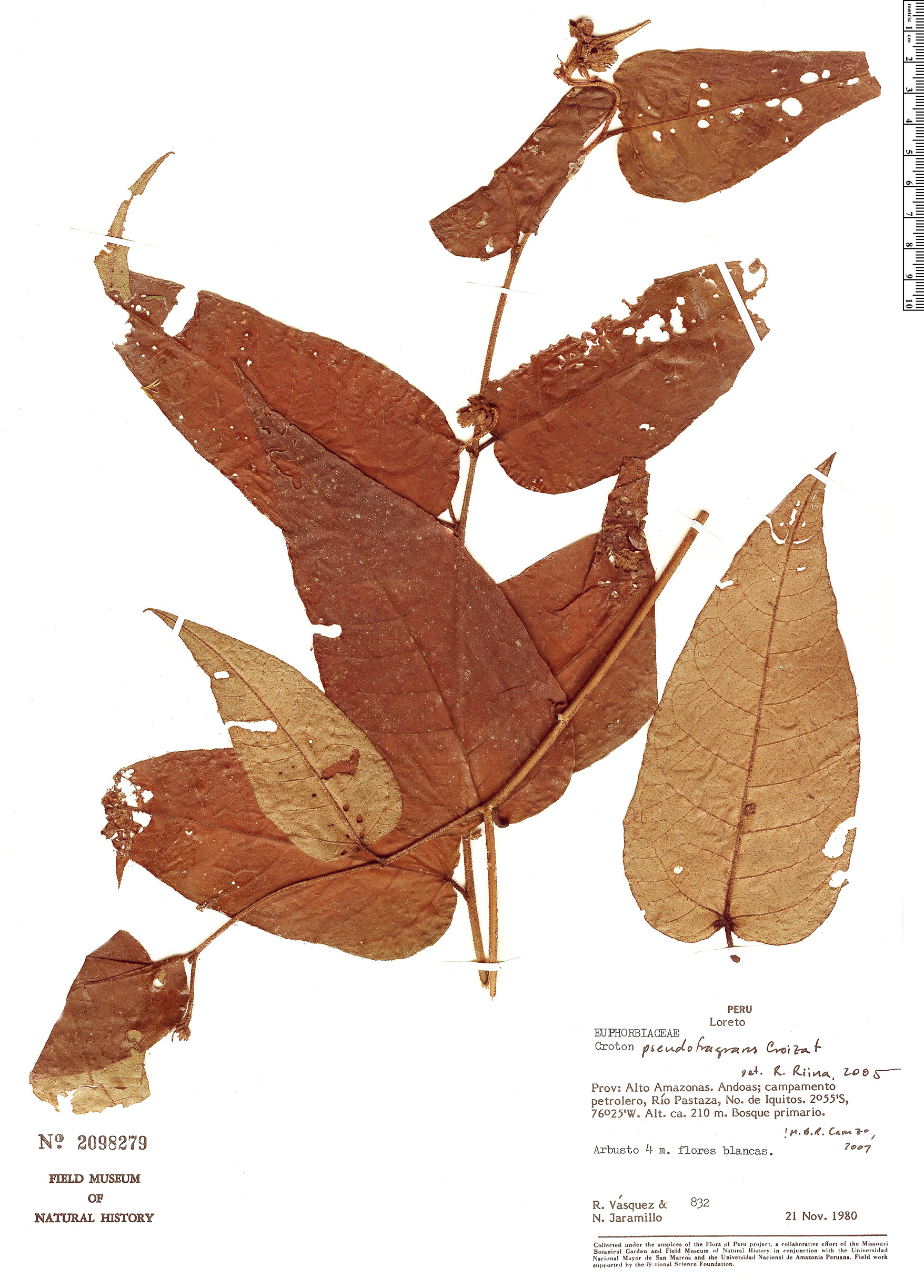 Croton pseudofragrans image
