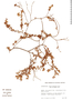 Croton quintasii image