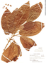 Croton roraimensis image