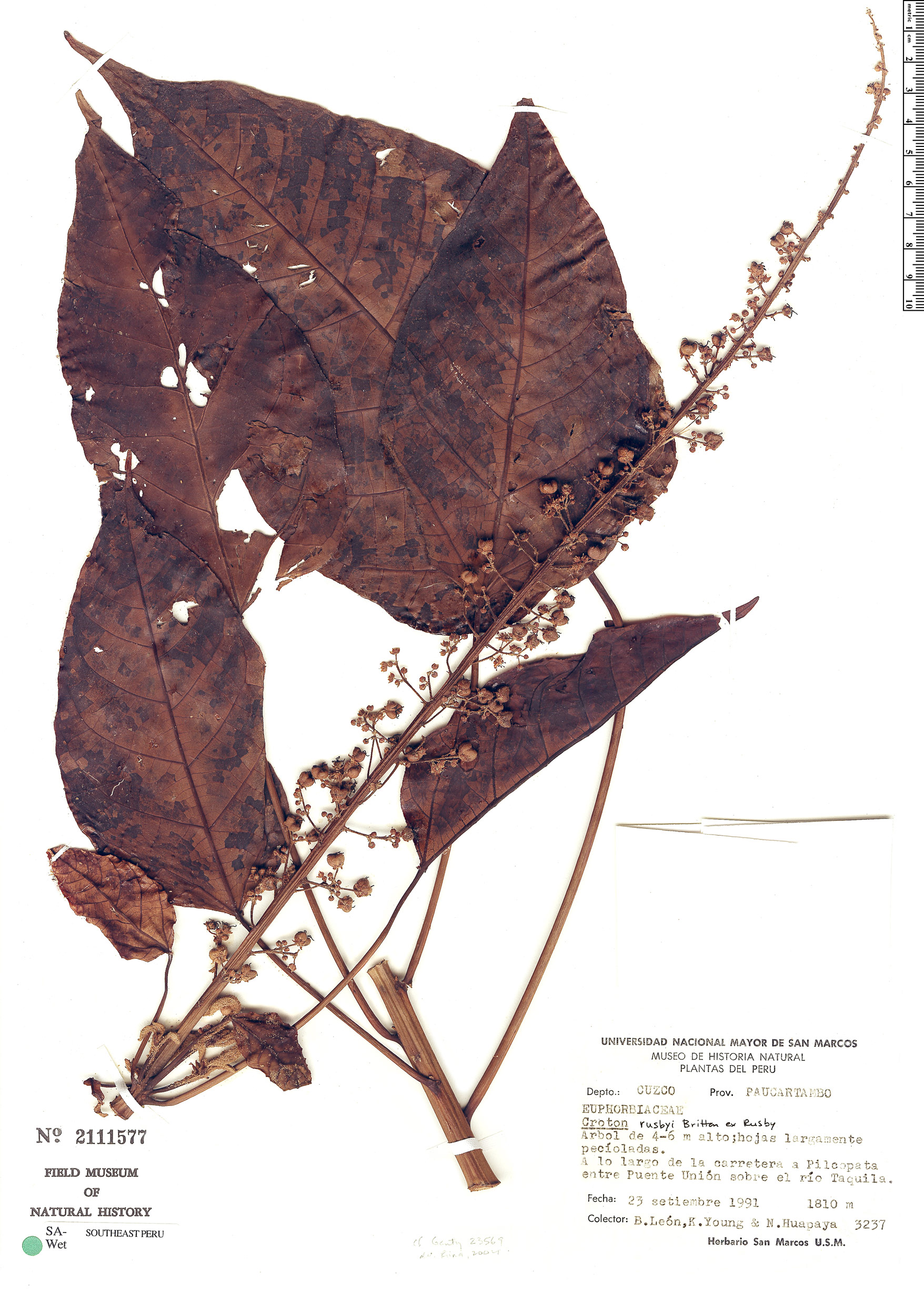 Croton rusbyi image