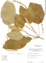 Croton scouleri var. grandifolius image
