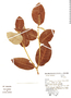 Croton sellowii image