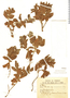 Croton senescens image
