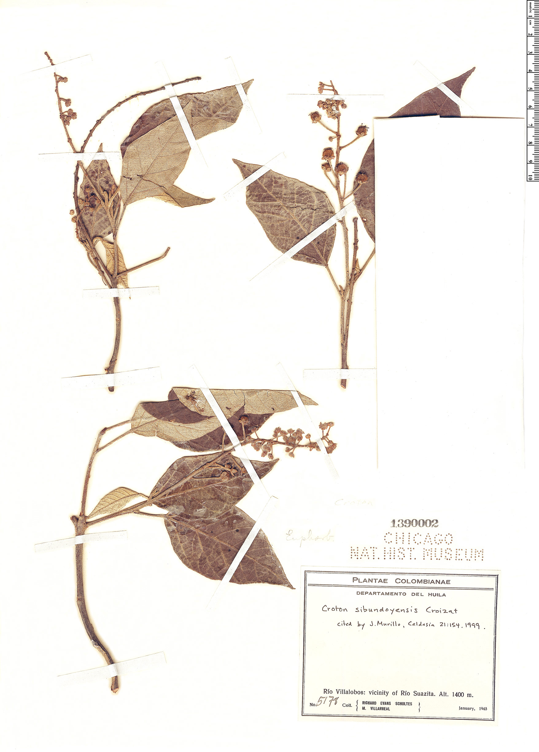 Croton sibundoyensis image