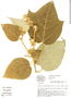 Croton speciosus image