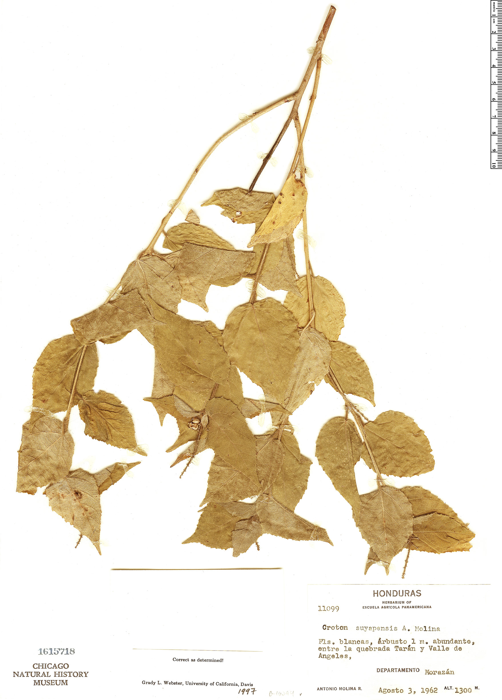 Croton suyapensis image