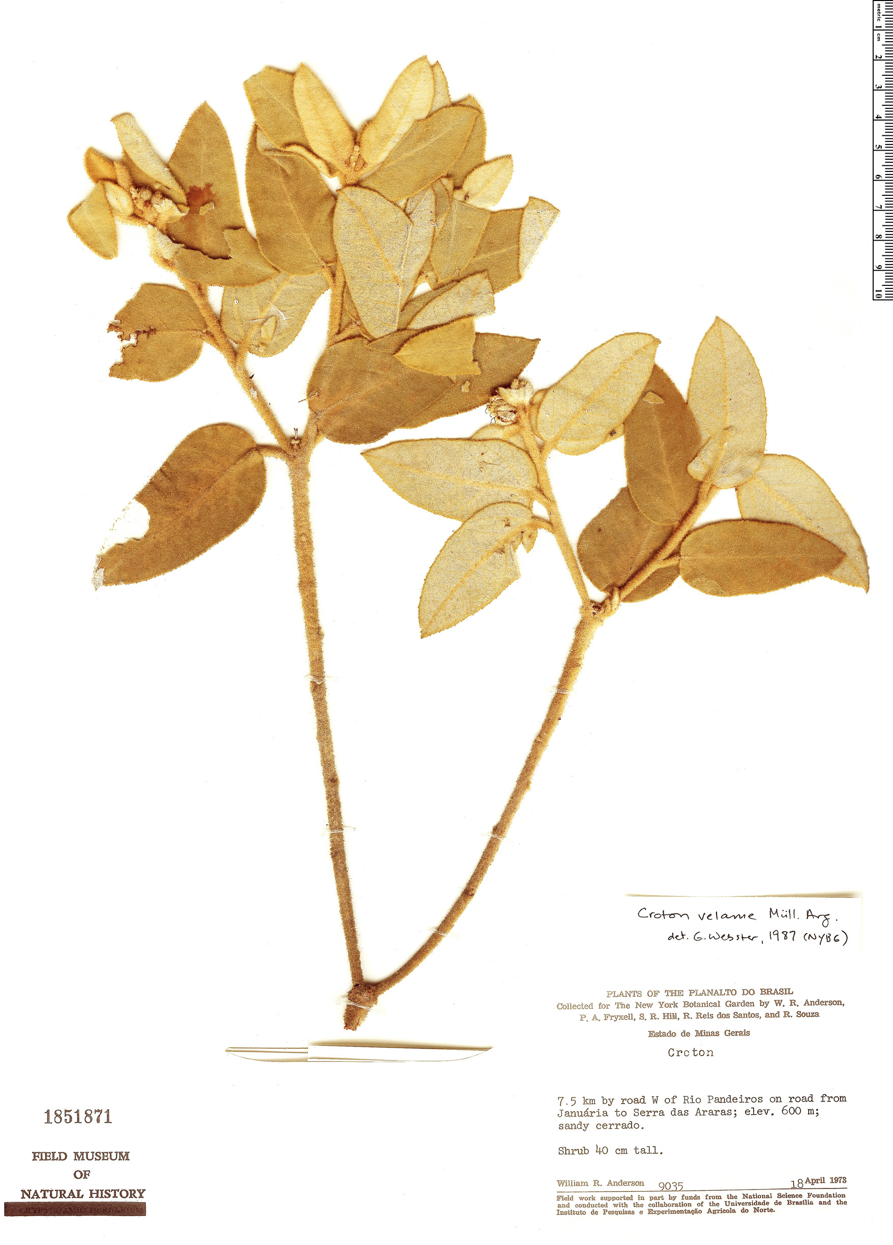 Croton velame image