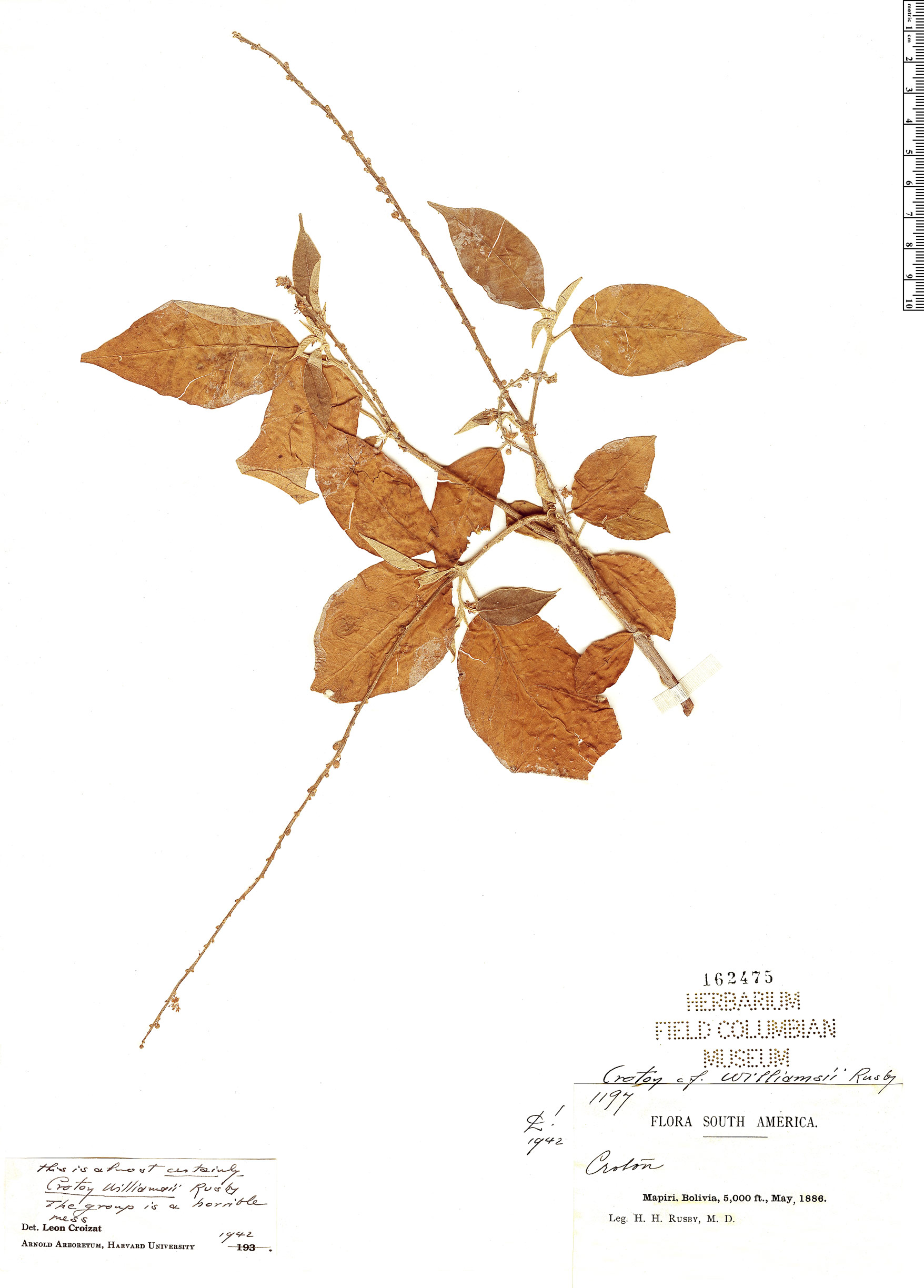 Croton williamsii image