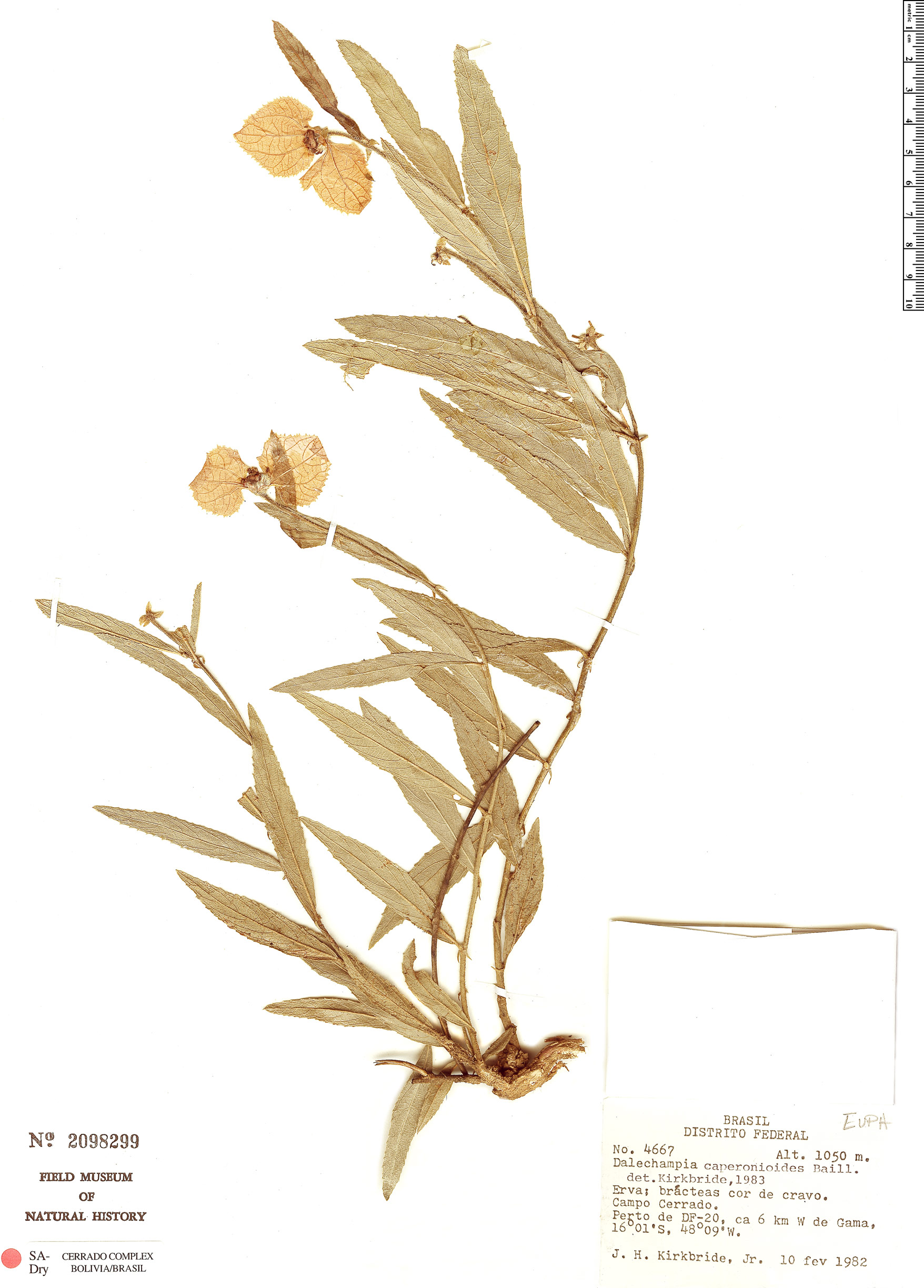 Dalechampia caperonioides image