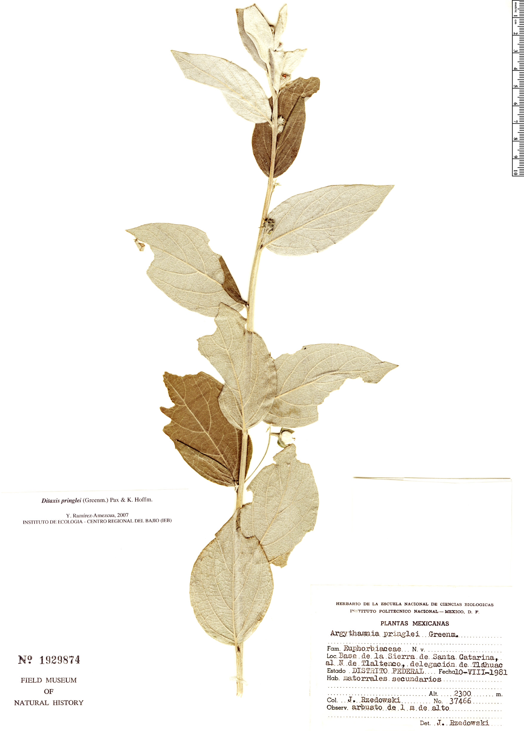 Ditaxis pringlei image