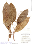 Dodecastigma integrifolium image