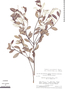 Euphronia acuminatissima image