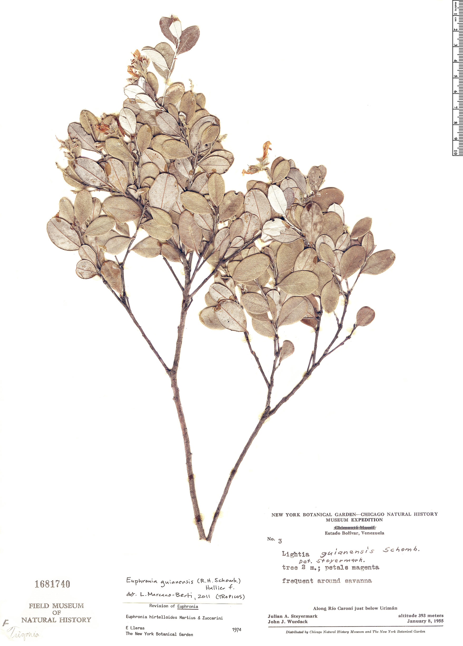 Euphronia guianensis image