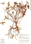 Euphorbia heterodoxa image