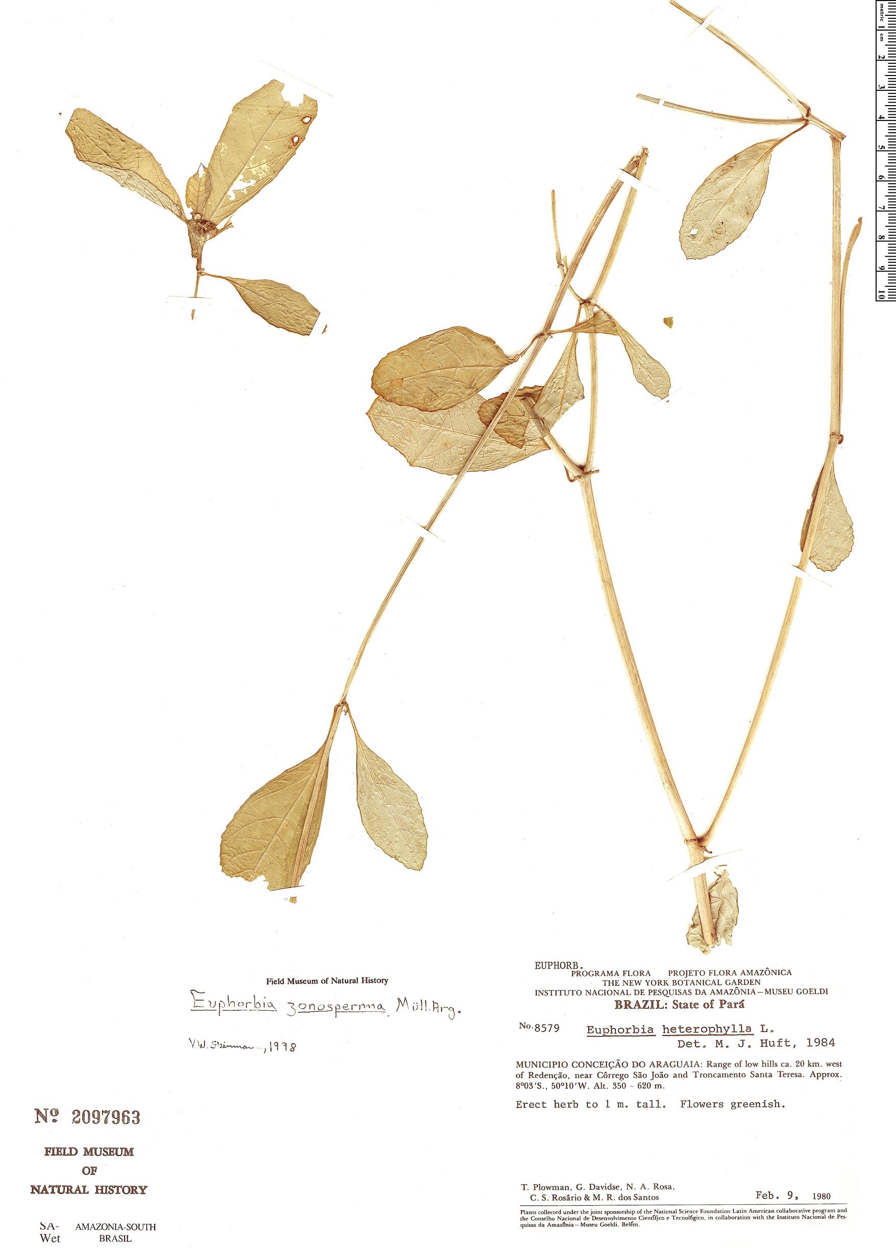 Euphorbia zonosperma image