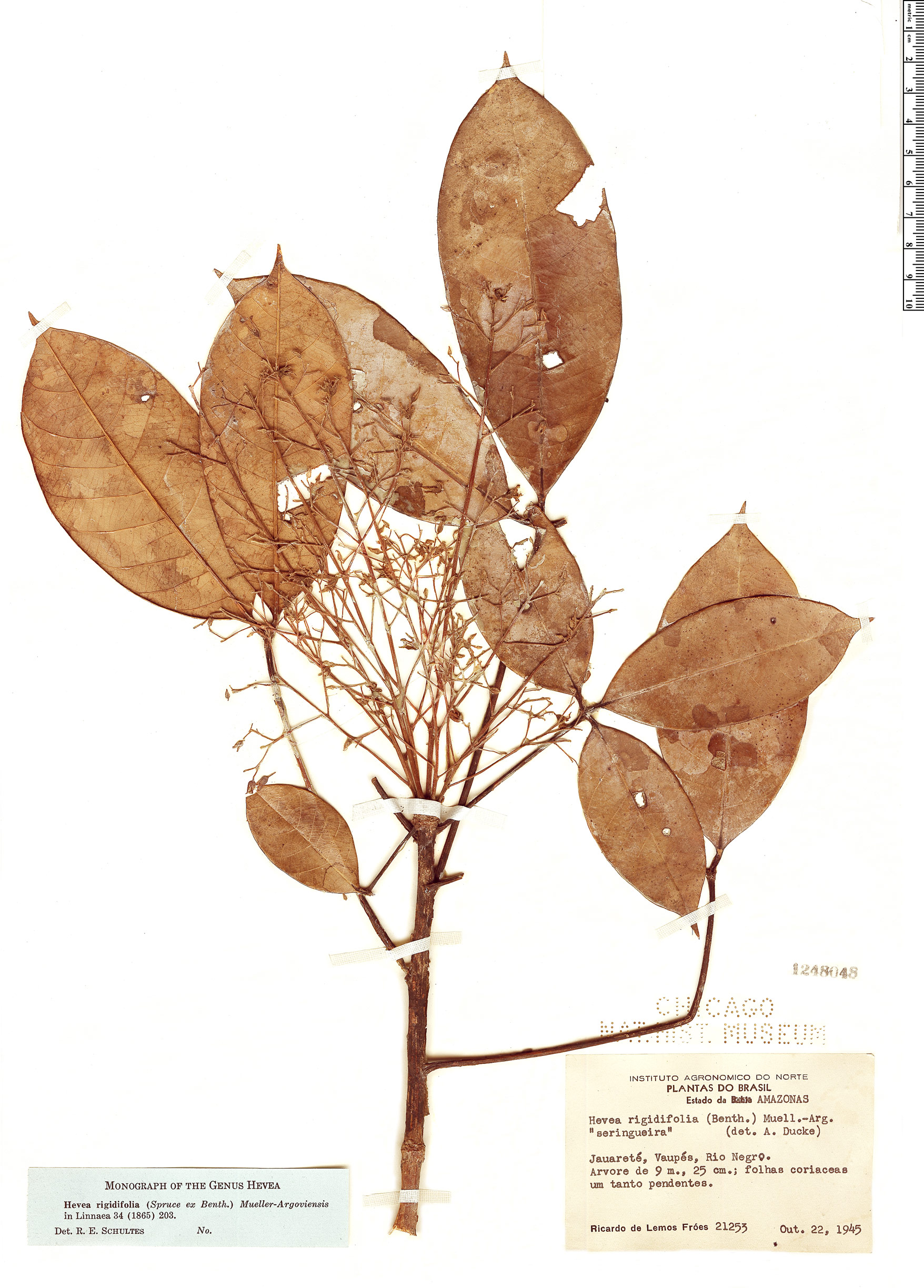 Hevea rigidifolia image