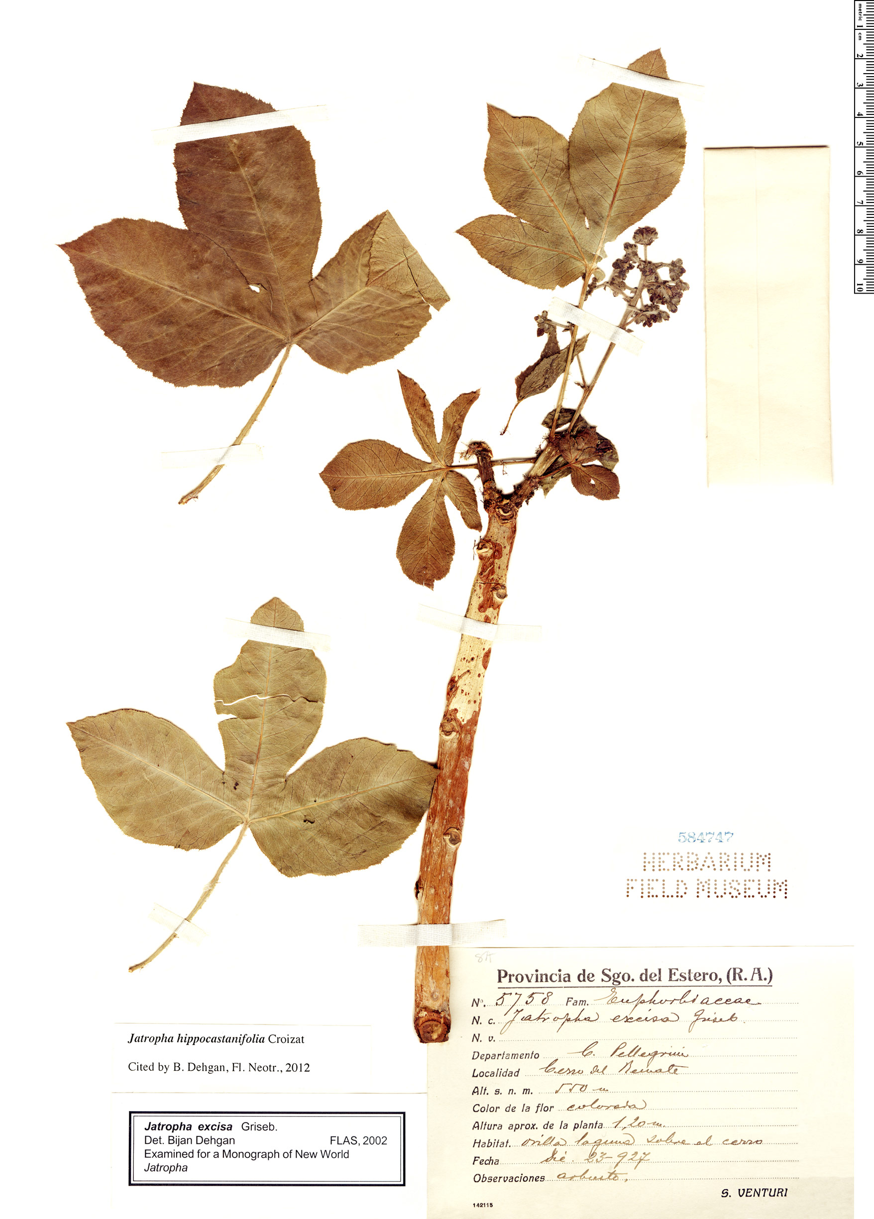 Jatropha hippocastanifolia image