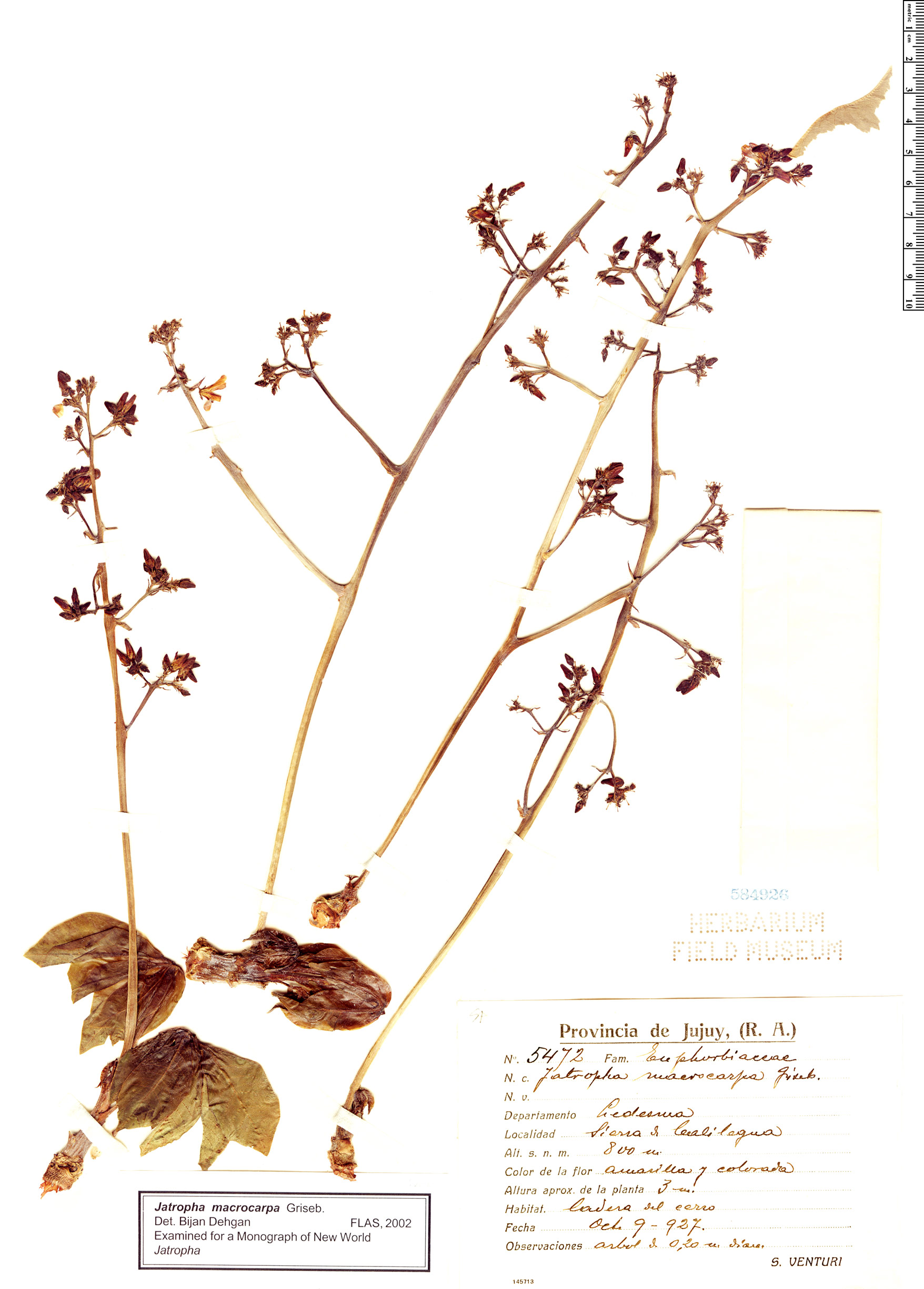 Jatropha macrocarpa image